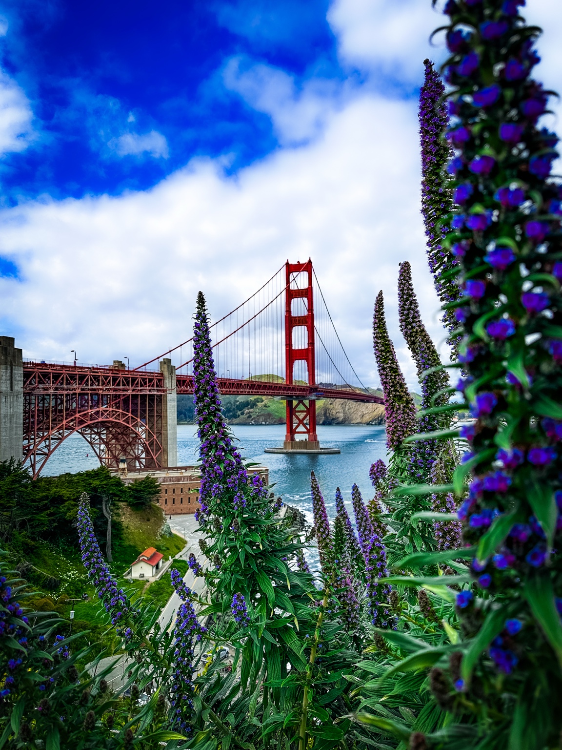 The Golden Gate Bridge framed by purple flowers beneath a blue and cloudy sky.